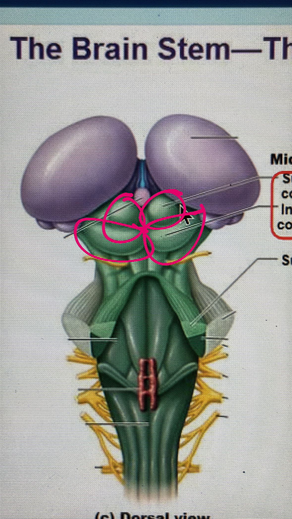 <p>includes the superior and the inferior COLLICULUS</p>