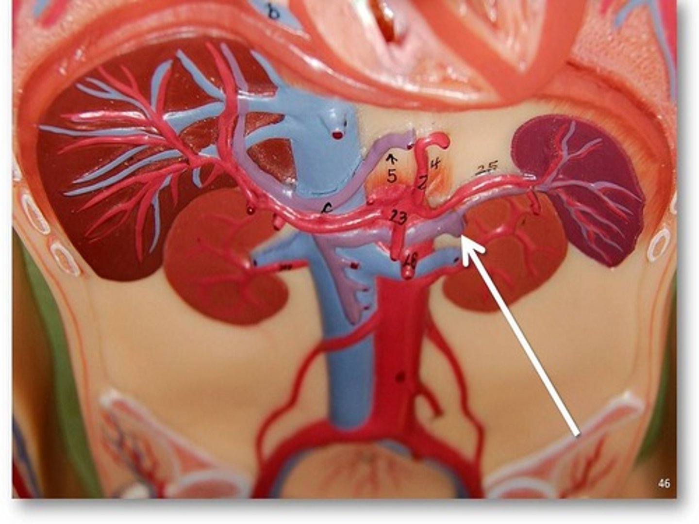 <p>Name the blood vessel.</p>