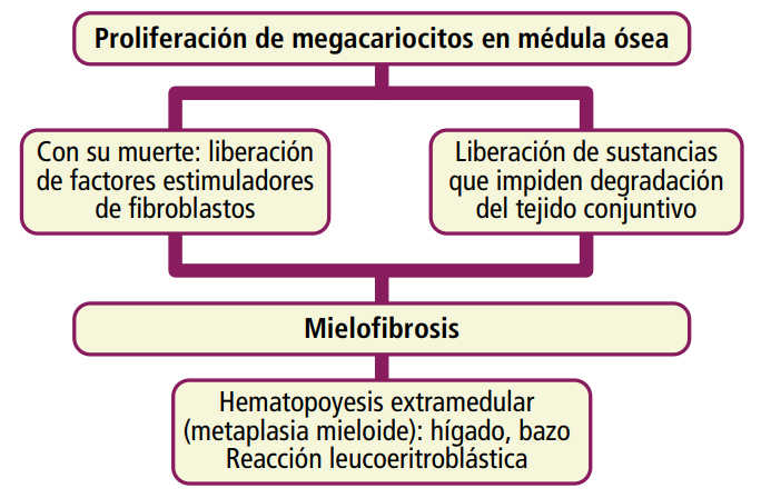 <ul><li><p>Proliferación clonal plaquetaria → Muerte</p></li><li><p>Muerte de plaquetas lleva a liveración de factores que estimulan a los fibroblastos e inhiben la degradación del tejido conjuntico (F4plaquerario)</p></li></ul>