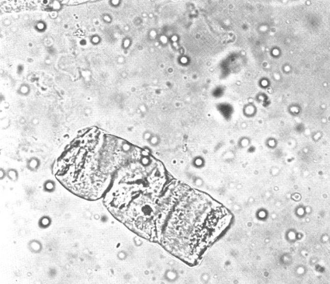 term image
