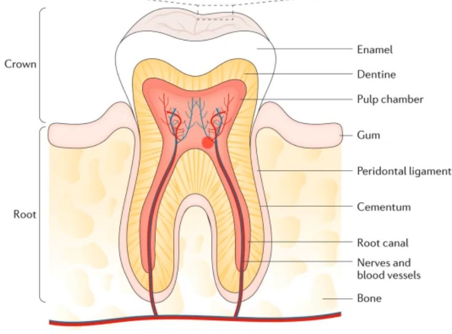 <p>what does this diagram show?</p>