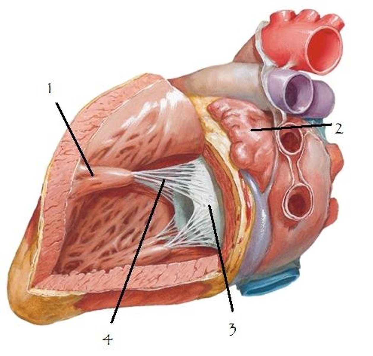 <p>Name Muscle #1</p>