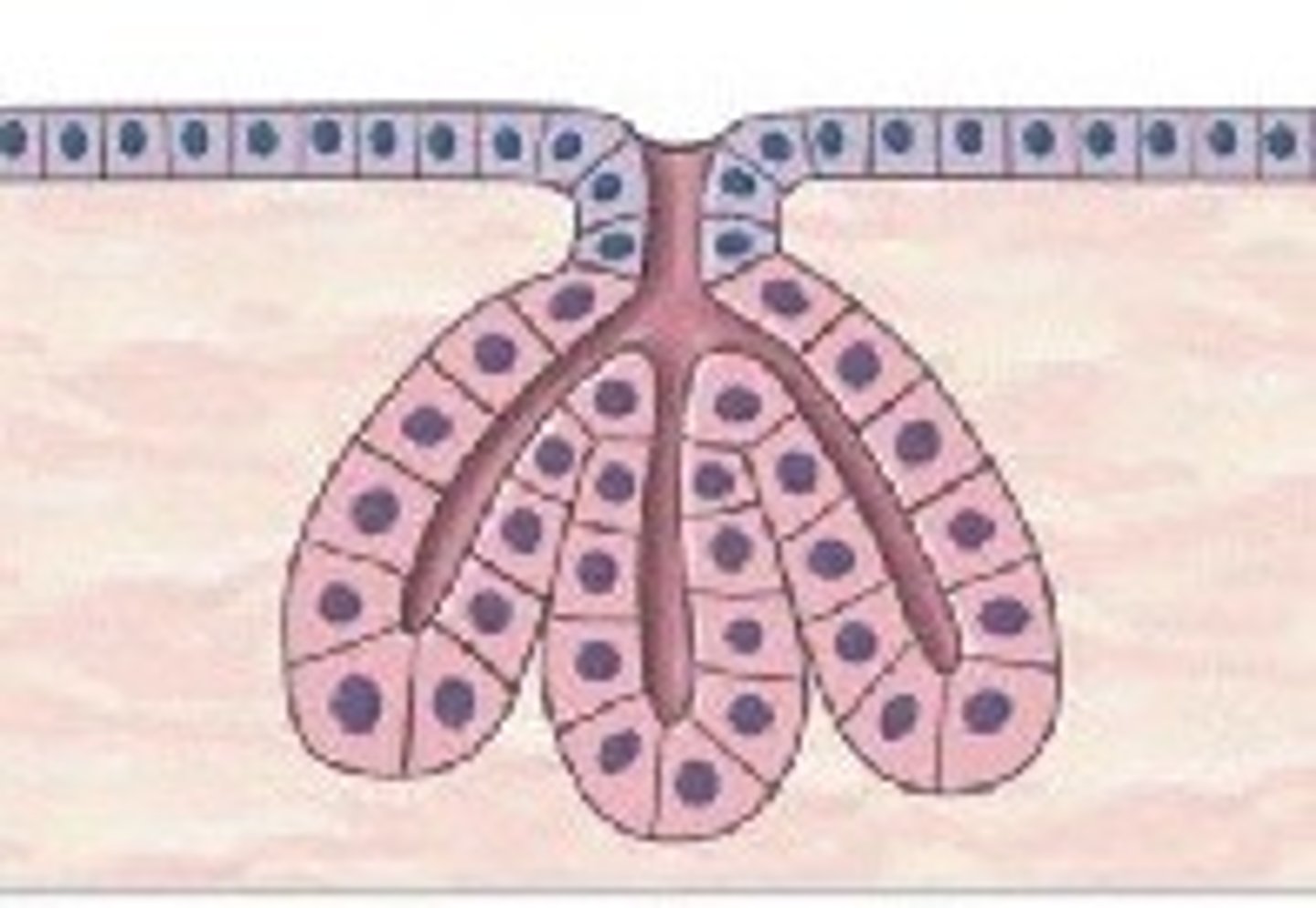 <p>Branched tubular shape; Found in gastric glands, mucous glands (esophagus, tongue, duodenum).</p>