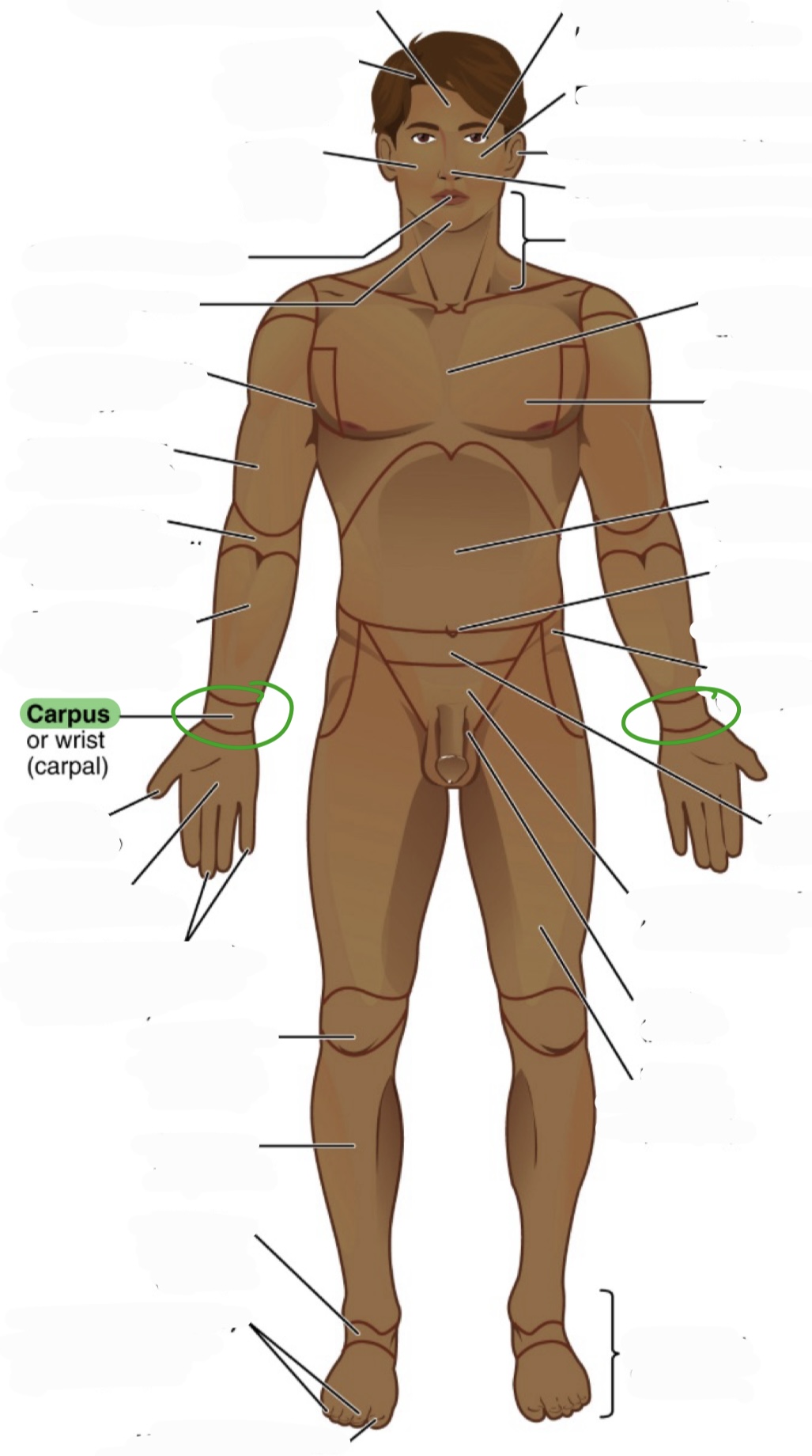 <p>wrist</p><p>(aka carpal)</p>
