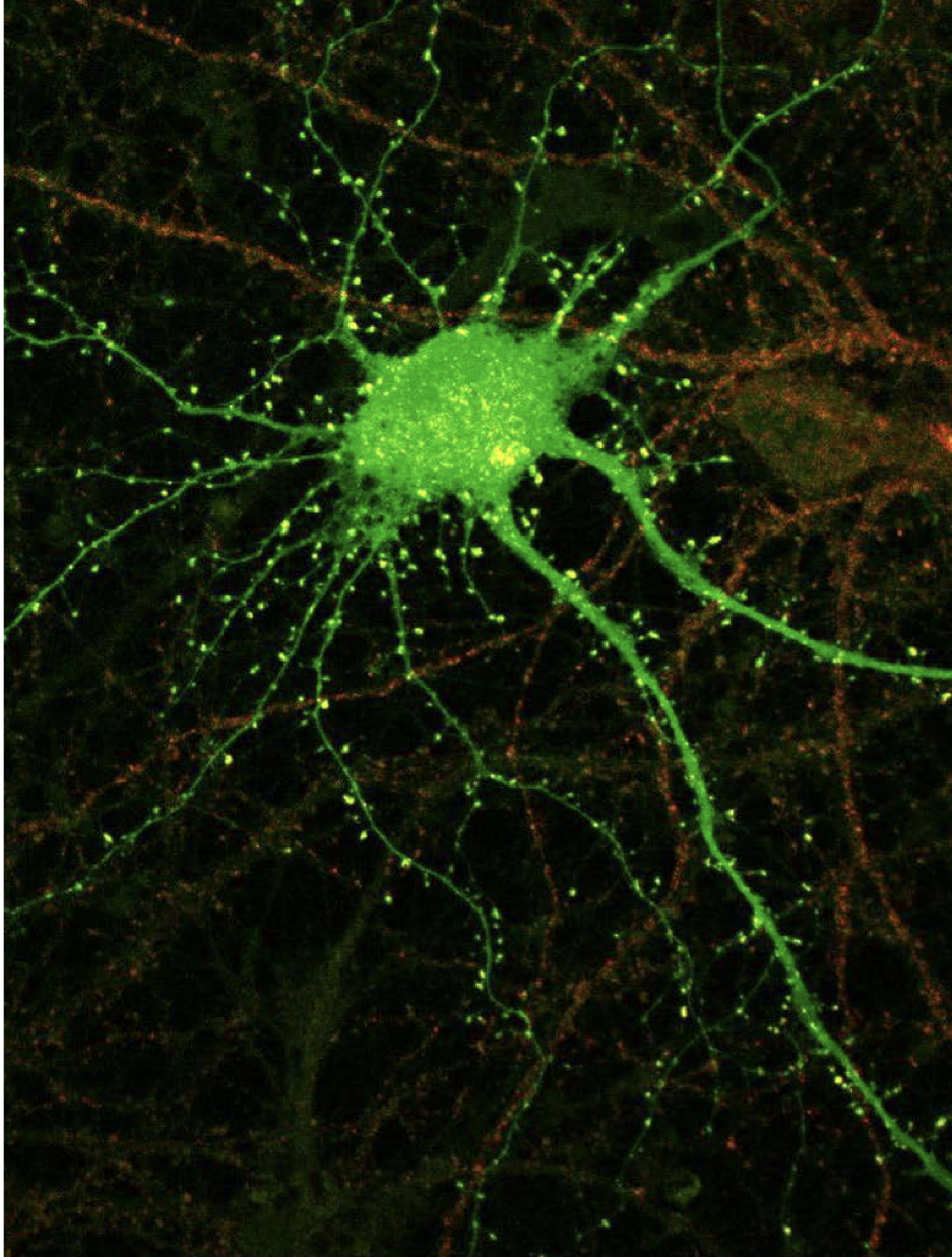 <p>-1000 synapses</p><p>-10 000-20 000 synapses dans les neurones qui ont un arbre dendritique très développé (cellule de purkinje)</p>