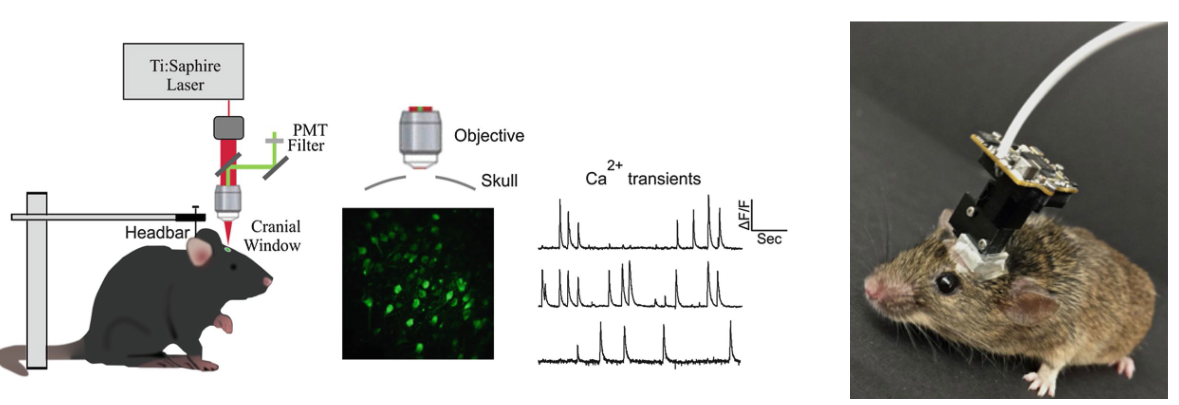 <p>Manipulate and record neural activity in awake, ‘freely’ moving mice. </p>