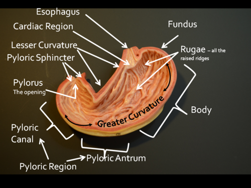 <p>Rugae are ridges or folds in the inner lining of the stomach. They allow the stomach to expand and contract as it accommodates food and aids in mechanical digestion.</p>