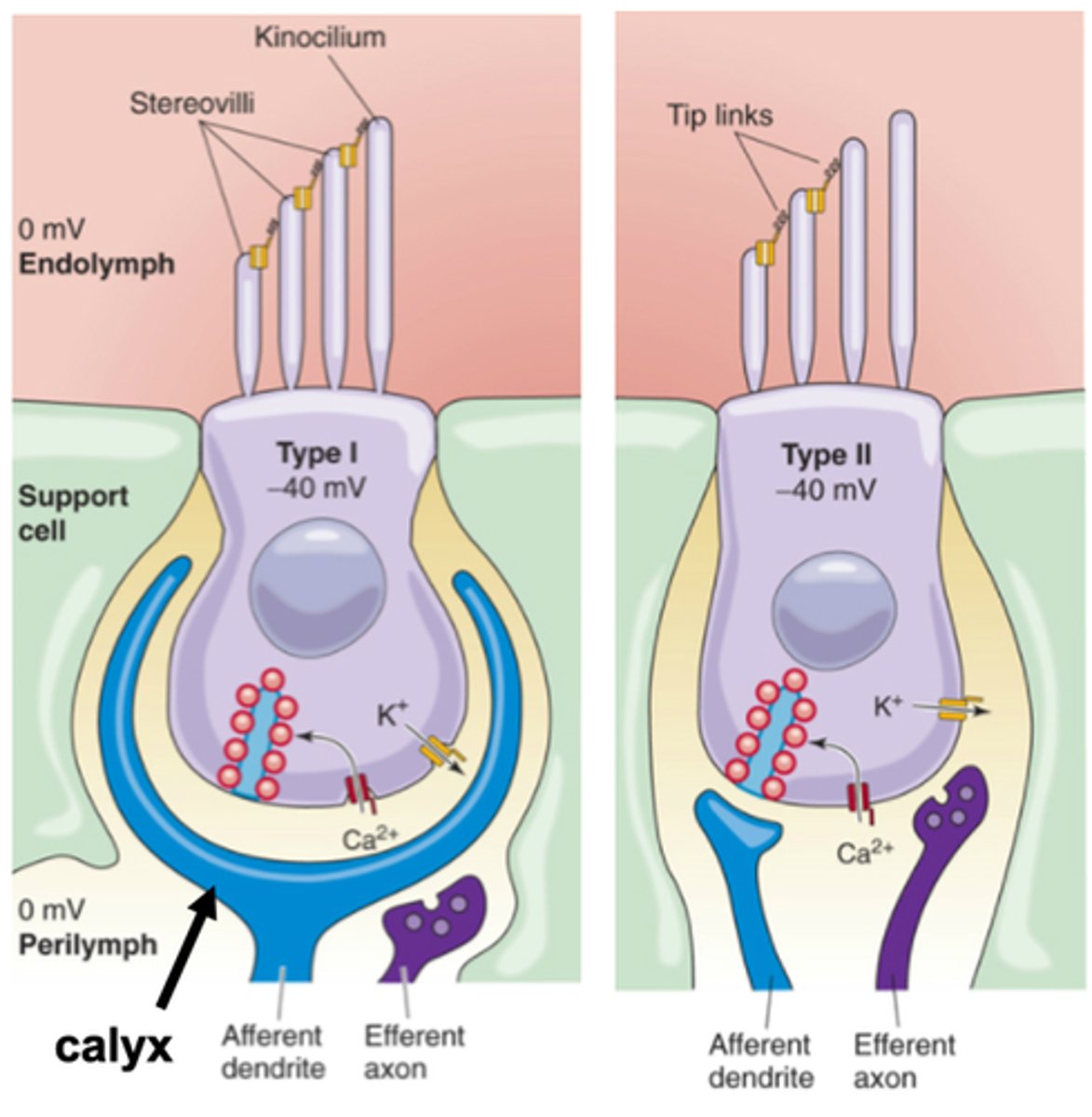 <p>In Type I there is a massive __________ which is a postsynaptic region massively expanded to enclose the bottom of the Type I hair cell</p>