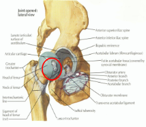 Ligamentum Teres