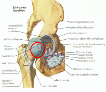 <p>Ligamentum Teres</p>