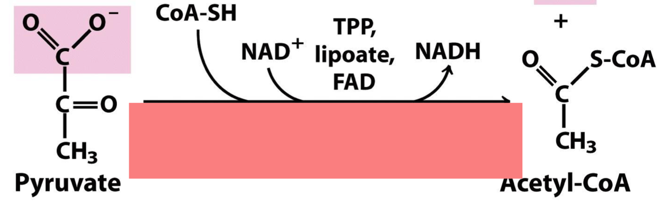 <p>what enzyme converts pyruvate to acetyl-CoA</p>