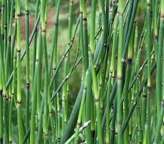 <p>Horsetails</p><ul><li><p>Homosporous</p></li><li><p>Microphylls near brown sections</p></li><li><p>Have Pith - hollow center</p></li><li><p>Strobili that produce sporangiophores</p></li></ul><p></p>