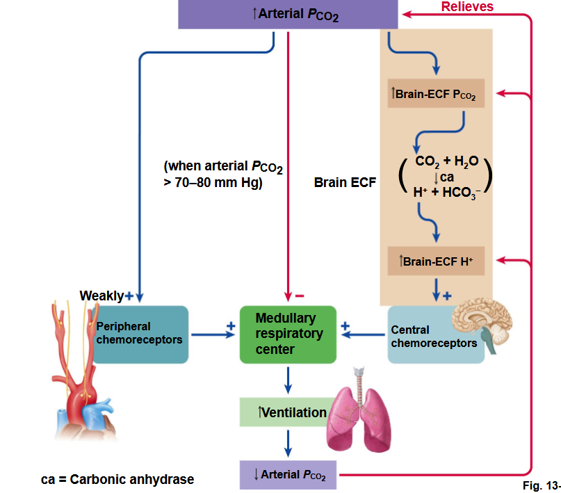 <ul><li><p>Reason why hydrogen has to be tied to CO2 is because:</p><ul><li><p>Hydrogen itself doesn’t cross <strong>blood-brain barrier b/c it’s ionized (charged)</strong></p></li><li><p><strong>CO<sub>2</sub> is lipid-soluble so crosses blood-brain barrier to convert to Hydrogen in brain</strong></p></li></ul></li></ul><p></p>