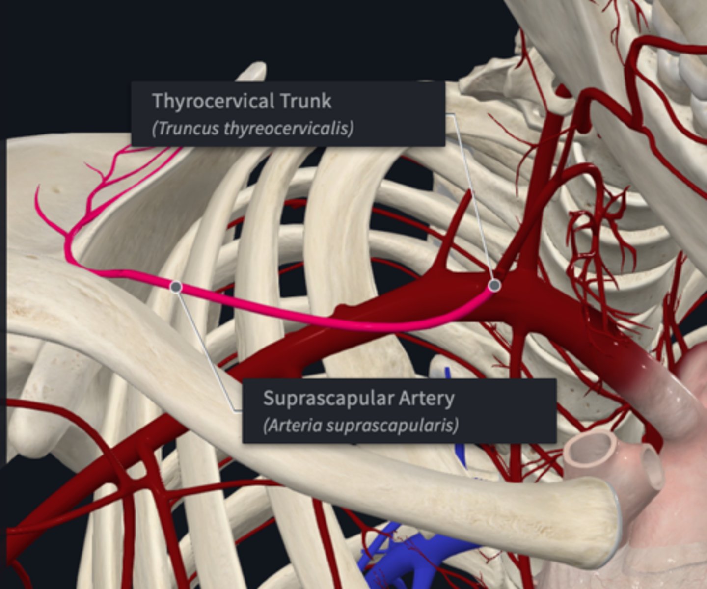 <p>What does the suprascapular artery supply?</p>