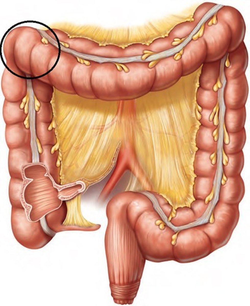 <p>Bend between the ascending colon and the transverse colon.</p>