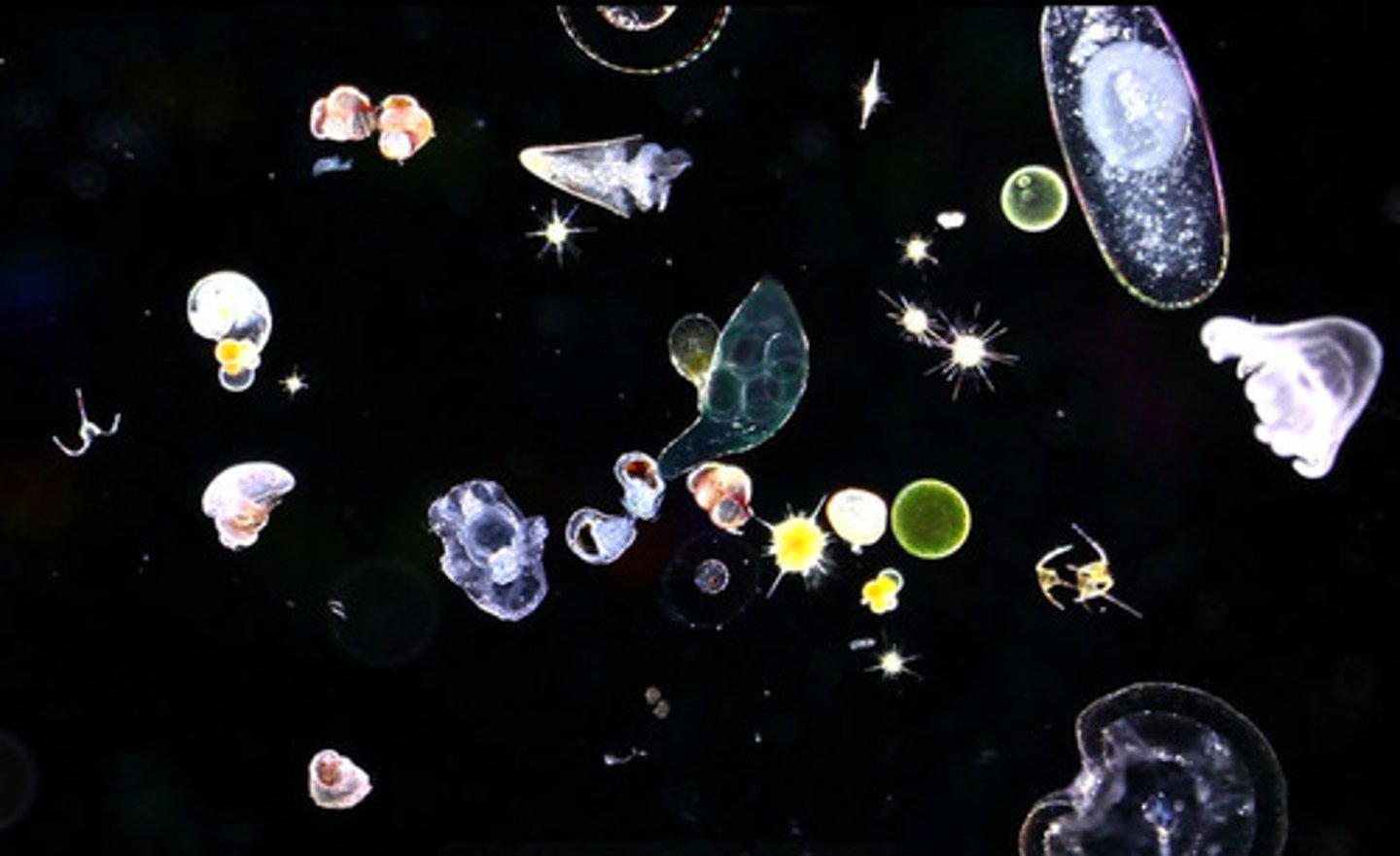 <p>Drifting or weakly swimming organisms living suspended in the water column</p>