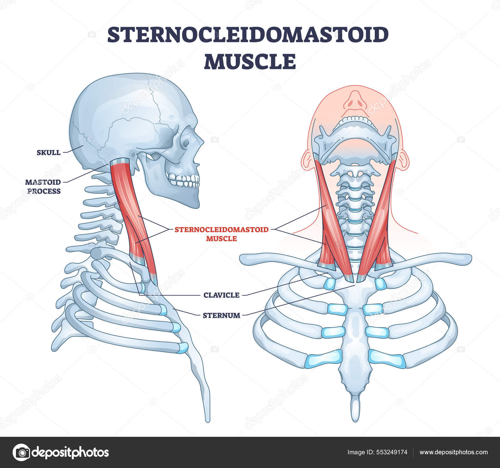 <p>Sternocleidomastoid</p>