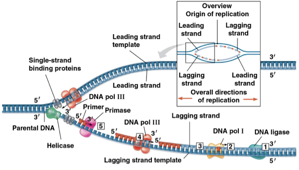 <p>DNA replication complex </p>