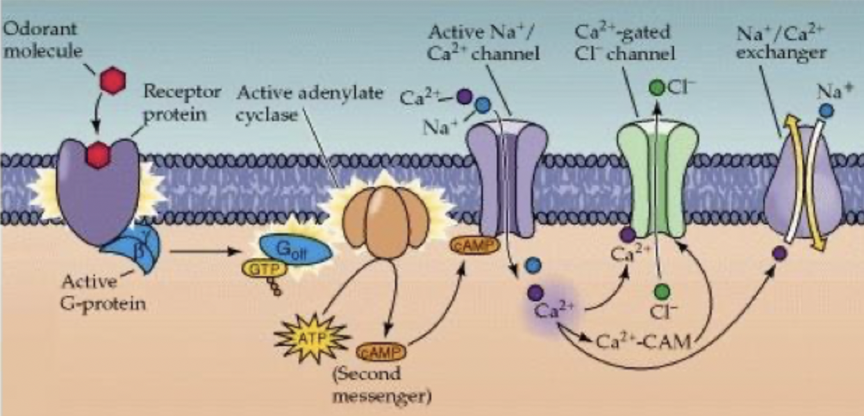 <ul><li><p>cAMP broken down by phosphodiesterase </p></li><li><p>Ca2+ forms complex with calmodulin (CAM), complex binds to cAMP dependent Na+/Ca2+ channel</p></li><li><p>reduced affinity for cAMP and reduced activity of channel</p></li><li><p>Ca2+ leaves cell through Na+/Ca2+ exchanger, <strong>reduces amplitude of receptor potential</strong></p></li></ul><p></p>