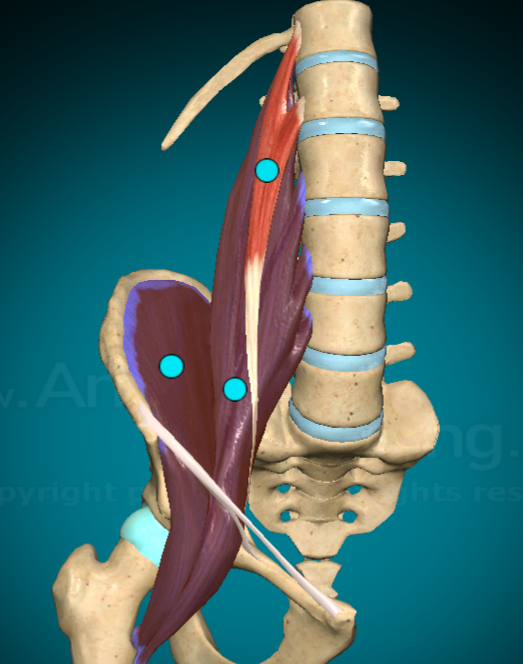 <p>What action does the Iliopsoas allow for?</p>