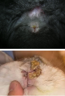 <p>‘rabbit syphilis’</p><p>Genital infection - vertical and sexual transmission</p><p>Nodules, crusting lesion that can ulcerate on vulva/prepuce/lips/nostrils</p><p>Diagnosis - histology with special silver stains</p><p>Treatment - penicillin SC (never oral beta-lactams in rabbits)</p>