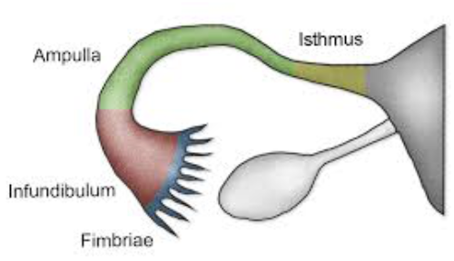 <ol><li><p><strong>Isthmus </strong></p><ul><li><p>Constricted area where tube joins uterus </p></li></ul></li><li><p><strong>Ampulla </strong></p><ul><li><p>Distal end of tube that curves around ovary </p></li></ul></li><li><p><strong>Infundibulum </strong></p><ul><li><p>Distal expansion near ovary </p></li><li><p>Contains fimbriae that creates current to move oocyte into uterine tube </p></li></ul></li></ol><p></p>