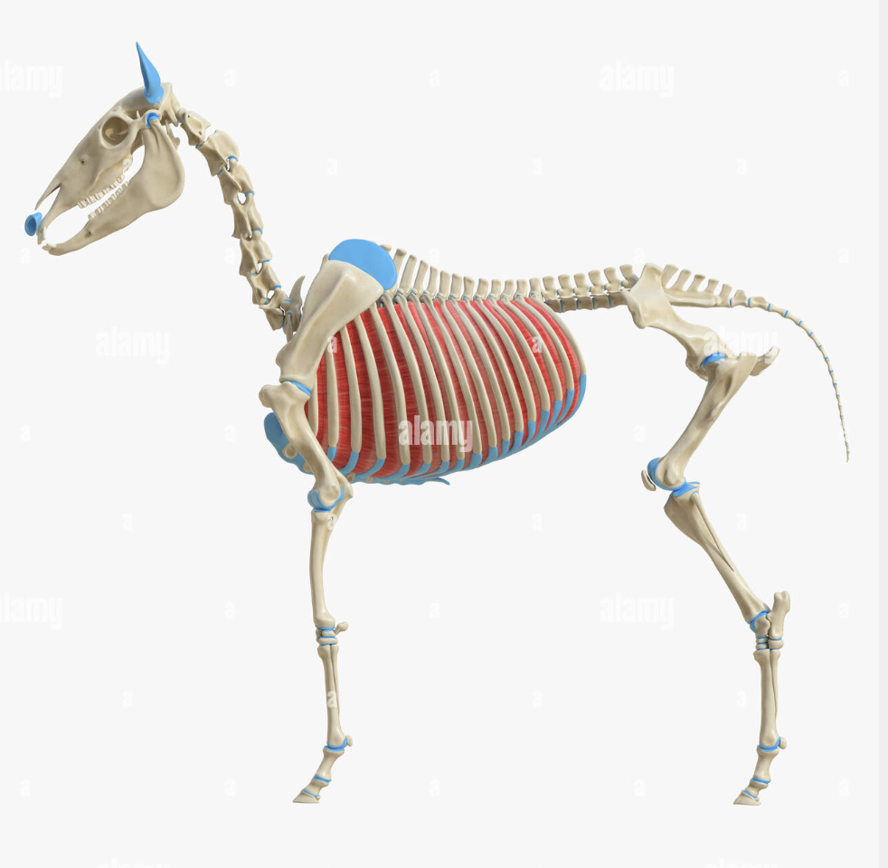 <p>Internal and External. Connect the caudal edge of each rib to the cranial edge of the rib behind it. </p>