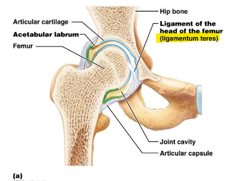 <p>stabilized hip joint</p>