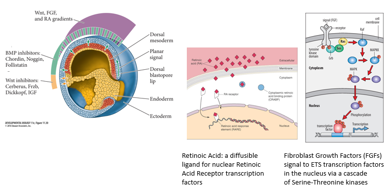 <p>Key posteriorising factors include: </p><ul><li><p>Wnts: Signal through Frizzled/LRP receptors and the β-catenin pathway. </p></li><li><p>Retinoic Acid (RA): A small, diffusible molecule derived from Vitamin A. It binds to nuclear Retinoic Acid Receptors (RARs), which are transcription factors that regulate gene expression by binding to Retinoic Acid Response Elements (RAREs). </p></li><li><p>Fibroblast Growth Factors (FGFs): Signal through FGF receptors (tyrosine kinases) and activate downstream pathways like the -MAPK/ERK cascade (cascade of serine-threonine kinases), leading to changes in ETS transcription factor activity. </p></li></ul><p>These factors often form gradients from posterior to anterior.</p>