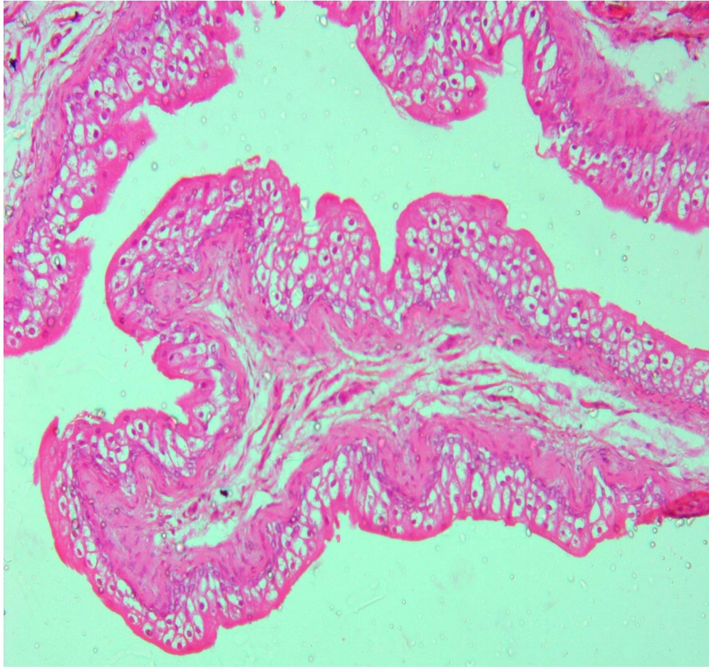 <p>identify </p><p>mention one site </p>