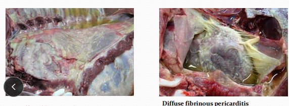 <p>Pneumonic Pasteurellosis in<span style="color: rgb(230, 155, 255)"> pigs</span></p>