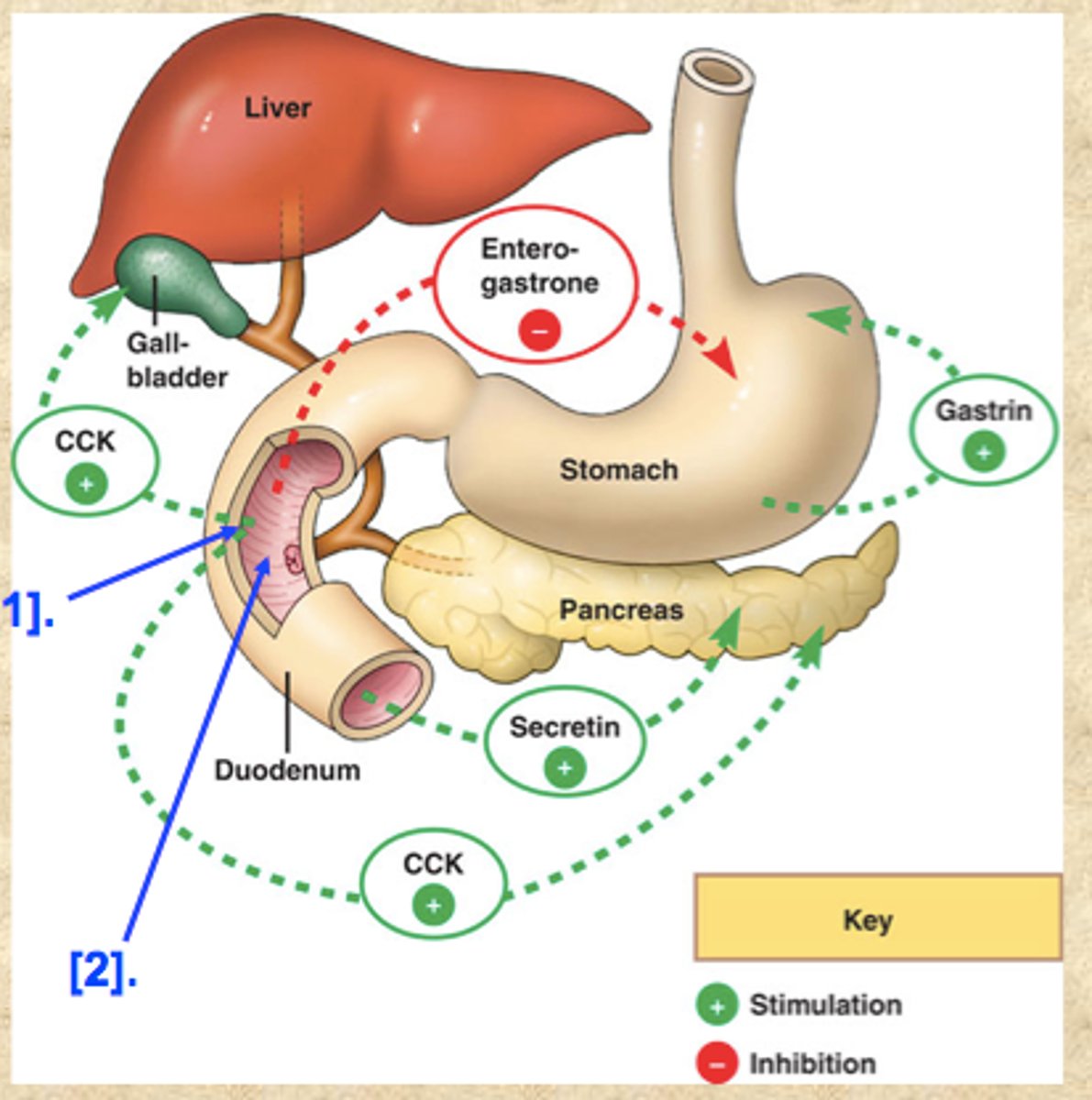 <p>5-10g of fat</p><p>CCK - Cholecystokinin causes the gallbladder to contract & stimulates pancreatic enzyme secretion</p>