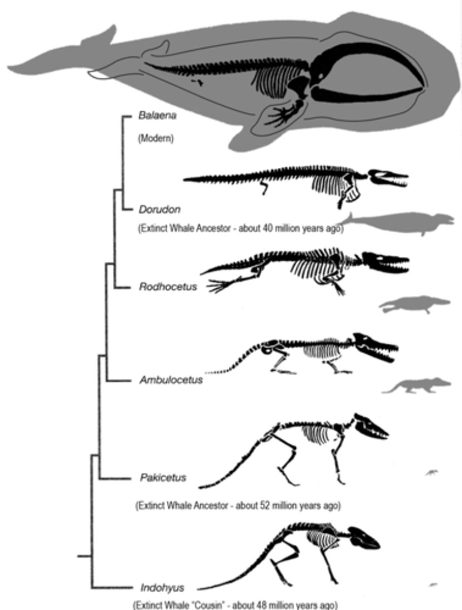 <p>Evolution that gives rise to new species, genera, families, classes, or phyla</p>