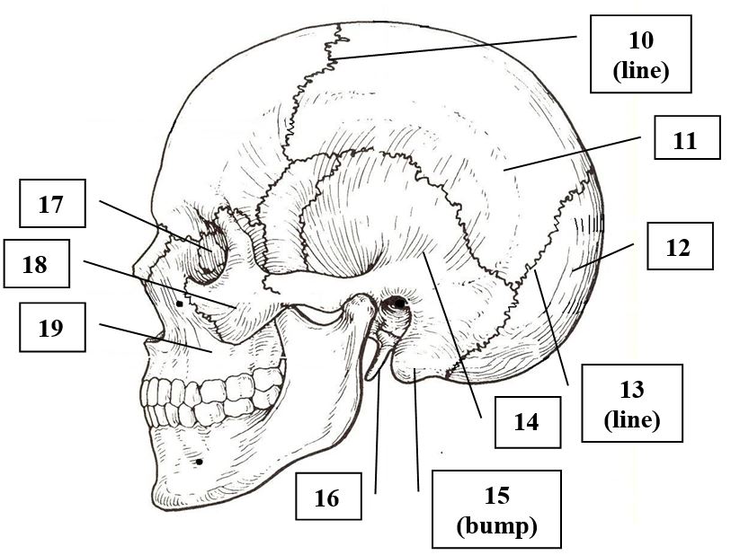 <p>Skull (view from the side)</p>