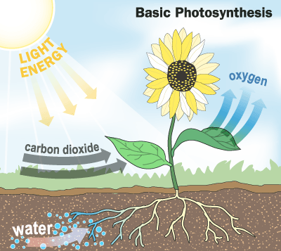 Conversion of light energy from the sun into chemical energy.
products of photosynthesis are glucose and oxygen