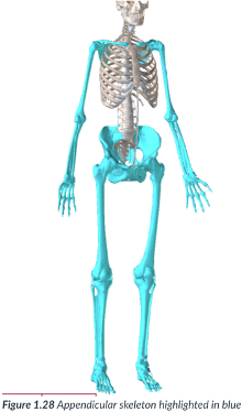 <ul><li><p>consists of the appendages or limbs that are attached to the axis of the body (attached to the axial skeleton), such as the arms, legs, &amp; the pelvic &amp; pectoral (shoulder) girdles that serve as a point of attachment.</p></li><li><p>Includes arms, pelvis, shoulders, &amp; legs.</p></li></ul>