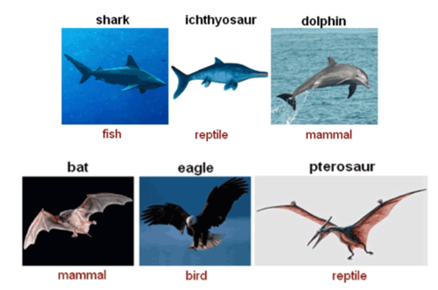 <p>The process by which unrelated organisms come to resemble one another due to being subjected to similar selective pressures that result in similar adaptations (e.g. shark/dolphin; bat/bird)</p>