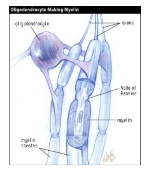 <p>Oligodendrocyte</p>
