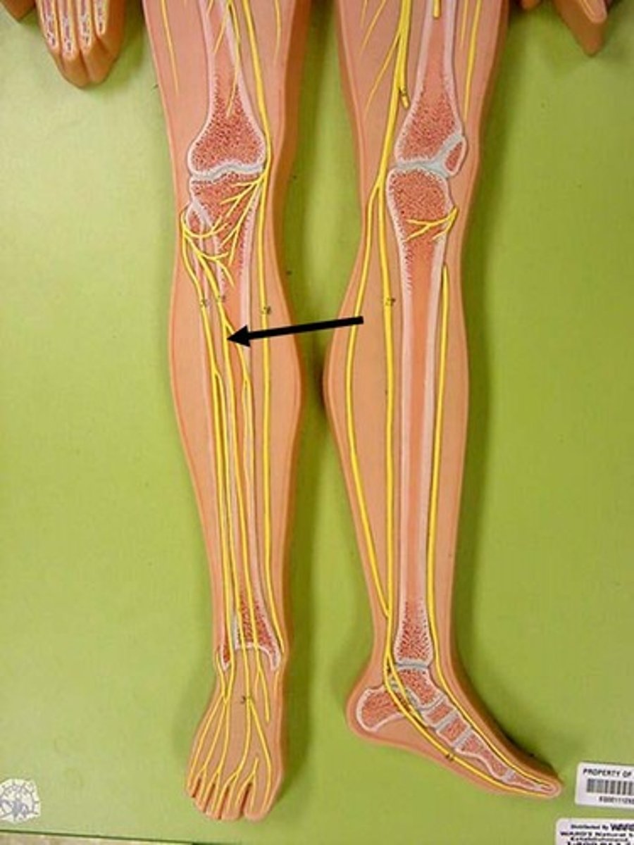 <p>Ankle dorsiflexors</p>