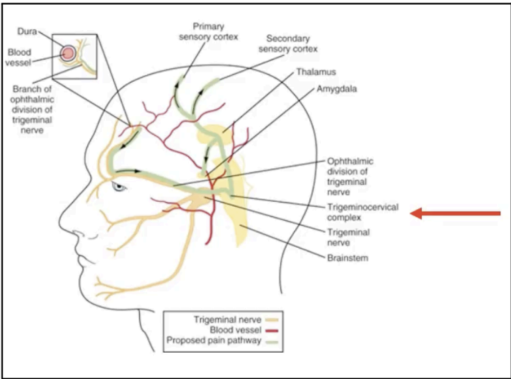 <p>upper three cervical nerves (C1-C3); Vagus (CN X); Hypoglossal Nerves (CN XII)</p>