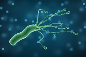 <p><strong>Helicobacter pylori</strong>.</p>