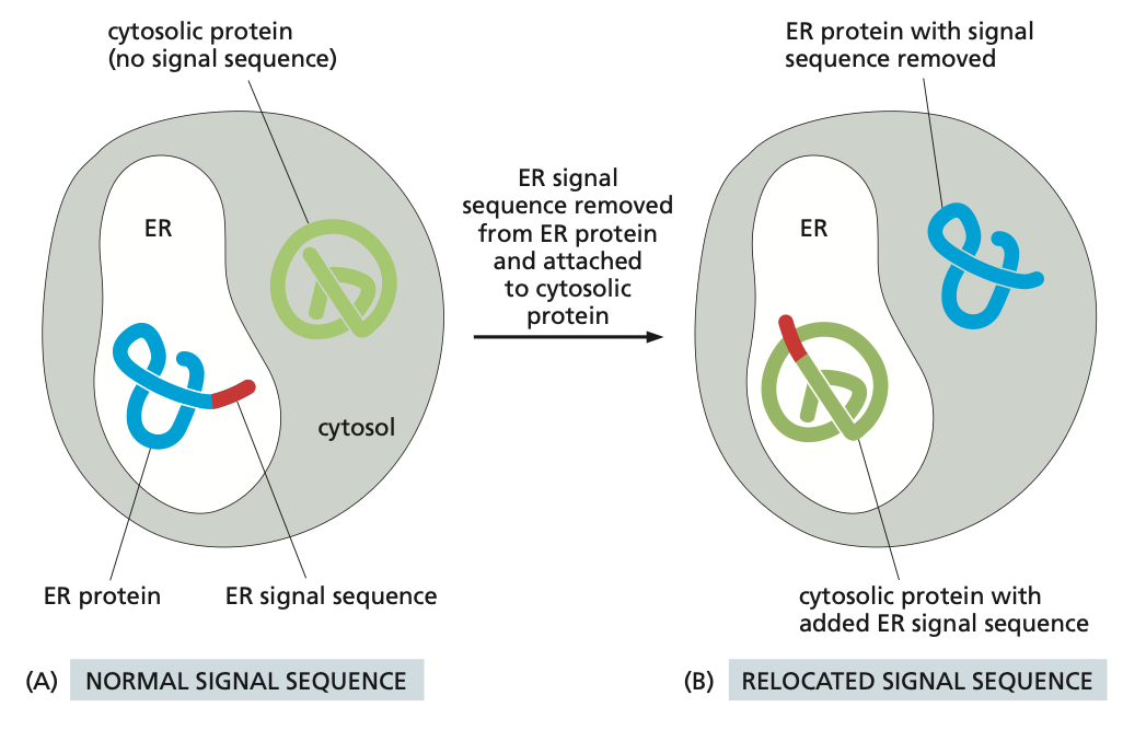 <p><span><span>You need to know that if you add a signal sequence to a protein to be targeted to the ER that protein will go there so it is key that the correct proteins have the correct target sequence. That can negatively interfere in the process. Experiments have been done to see that is a ER tag is added to an cytosolic protein the protein will go to the ER and not the cytoplasm.</span></span></p>