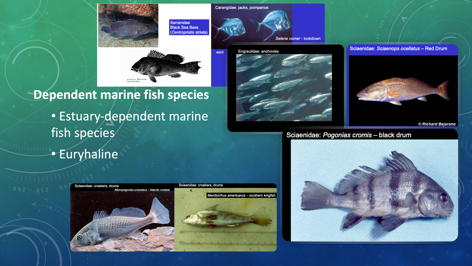 <p>Dependent marine fish species (<span>estuary-dependent marine fish species)</span></p><ul><li><p><span>at least one stage of life cycle in estuary</span></p></li><li><p>euryhaline</p></li><li><p>Ex:</p><ul><li><p>Engraulidae: anchovies</p></li><li><p>Sciaenidae: drums</p></li><li><p>Serranidae : Sea basses<br></p></li></ul></li></ul><p></p>