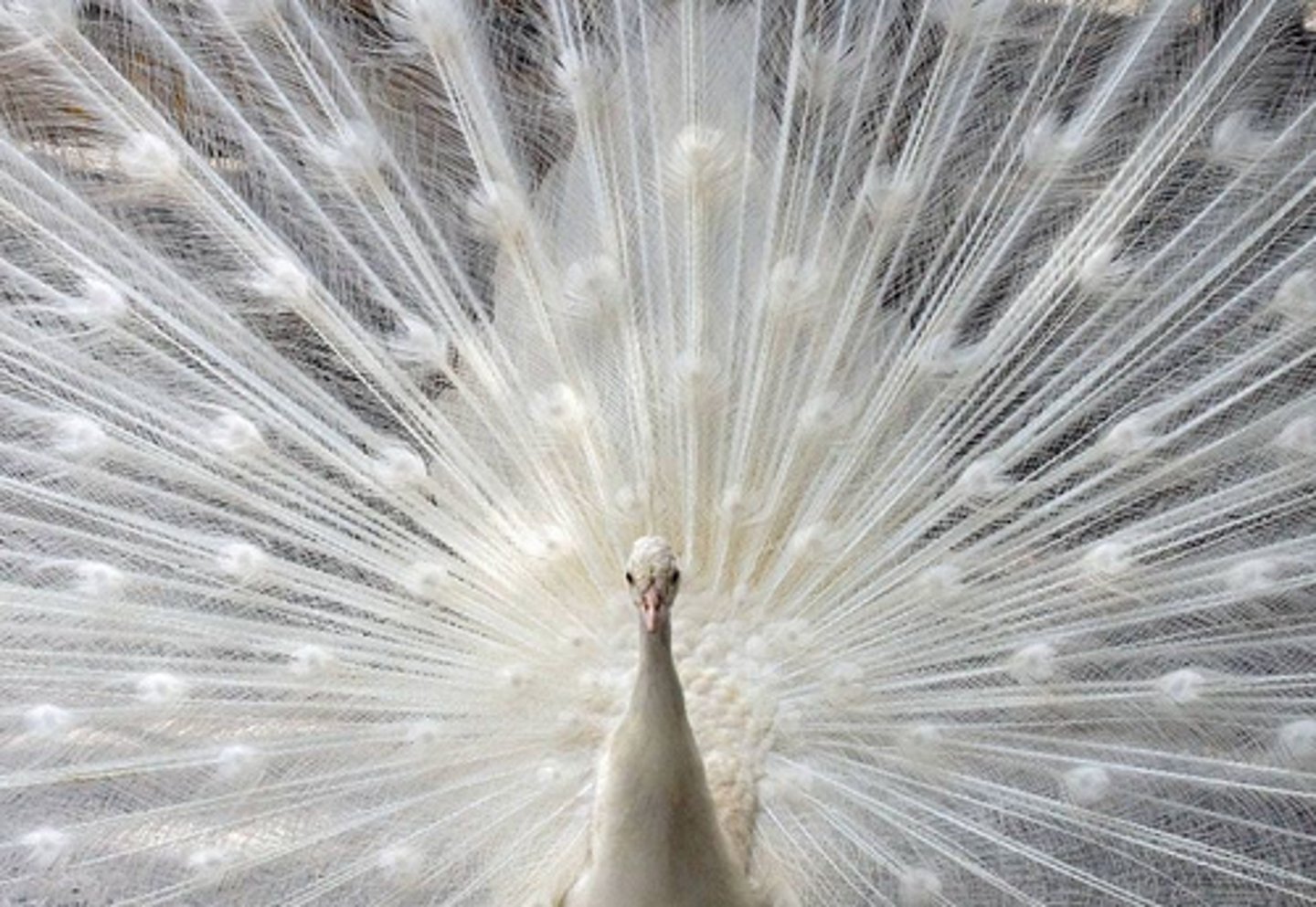 <p>White</p>
