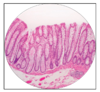 <p>what is this the histology of?</p>