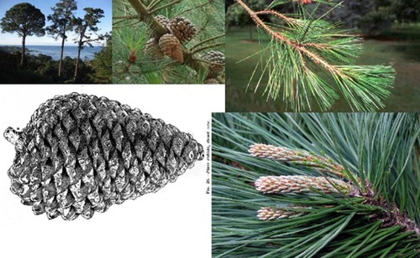 <p>Monterey Pine</p>