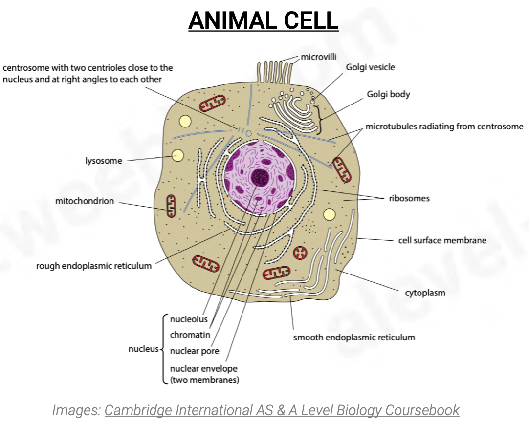 <p>Microvilli</p><p>golgi vesicle</p><p>golgi body</p><p>microtubules radiating from centrosome</p><p>ribosomes</p><p>cell surface membrane</p><p>cytoplasm</p><p>smooth endoplasmic reticulum</p><p>nucleus - nucleolus, chromatin, nuclear pore,nuclear envelope(two membrane)</p><p>rough ER</p><p>mitichondrion</p><p>lysosome</p><p>centrosome with two centrioles close to the nucleus and at right angles to each other</p>