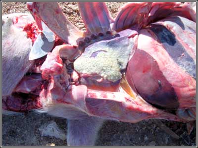 <ul><li><p>High fever (41.5°C/106.7°F)</p></li><li><p><u>Severe fibrosis</u> of thoracic/peritoneal cavities</p></li><li><p>Fibrinous polyserositis, polyarthritis, meningitis</p></li><li><p><u>Fibrinous exudate on the serosa</u></p><ul><li><p>Increased amount of fluid&nbsp;</p></li></ul></li></ul><p></p>