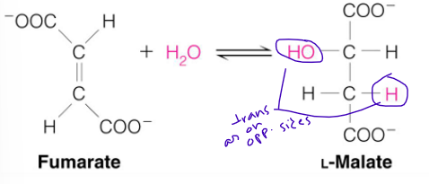 <ul><li><p>Stereospecific (so makes one specific stereoisomer though others could also be made) </p><ul><li><p>Addition of water is always trans and forms L-malate</p></li><li><p>OH- adds to fumarate</p></li><li><p>Then H+ adds to the carbanion</p></li></ul></li></ul><p></p>