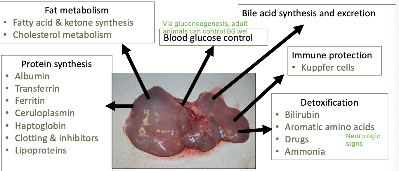 <p>protein synthesis</p><p>fat metabolism</p><p>blood glucose control</p><p>bile acid synthesis and excretion</p><p>immune protect - kuppfer cells</p><p>detoxification</p>